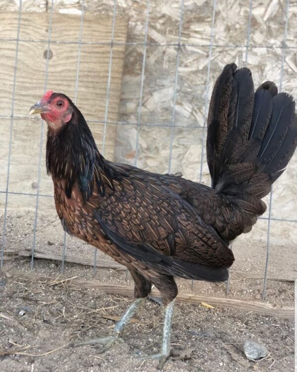 Dark Hatch Hen