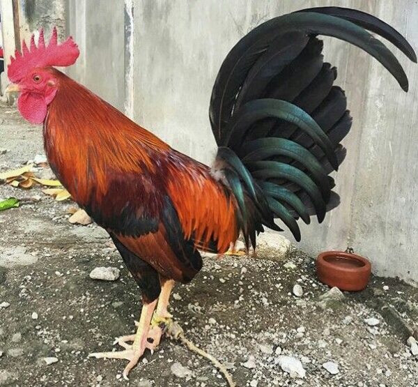 Radio Game Fowl - Image 4