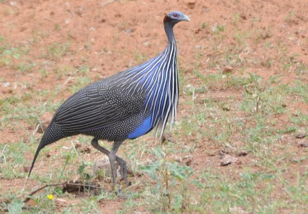 Buy Vulturine Guinea Fowl For Sale - Image 3