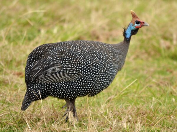 Buy African Guinea Fowl For Sale - Image 3