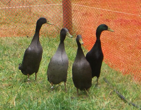 Buy Black Runner Ducks For Sale - Image 3