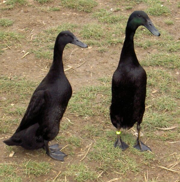 Buy Black Runner Ducks For Sale