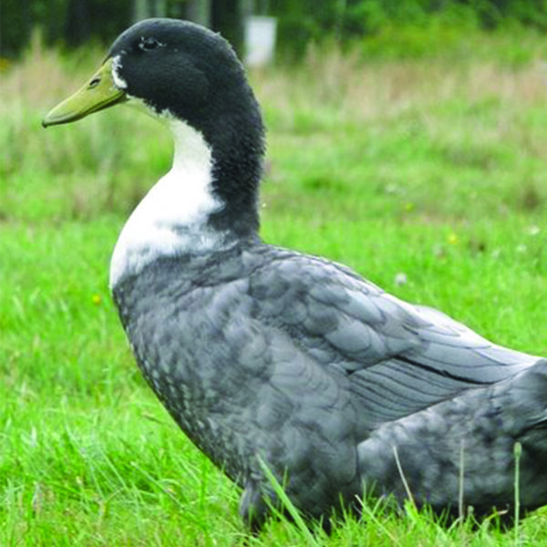 Blue Swedish Duck