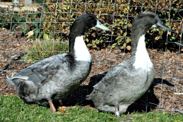 Blue Swedish Duck - Image 3
