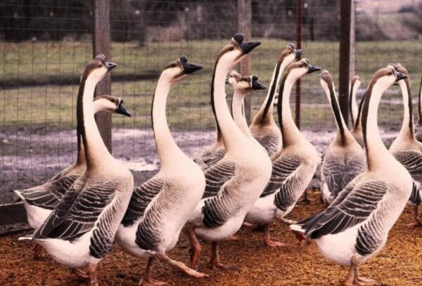 Brown Chinese Geese - Image 3