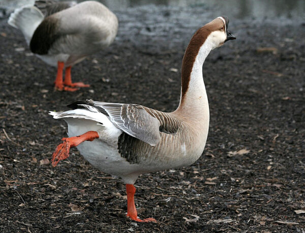 Brown Chinese Geese