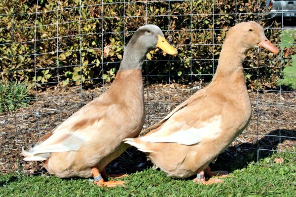Buy Buff Duck For Sale - Image 3