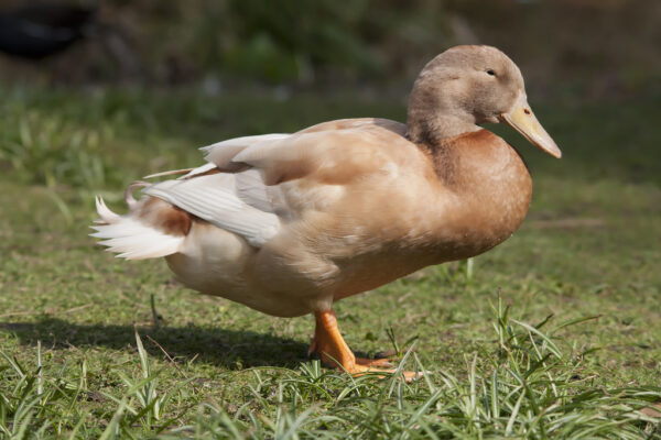 Buy Buff Duck For Sale