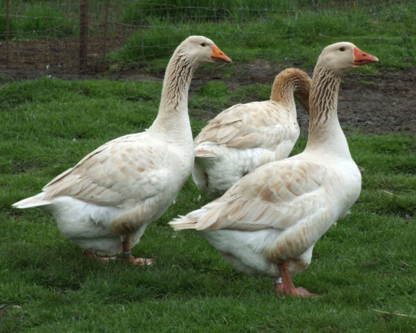 Buy Buff Geese For Sale - Image 3