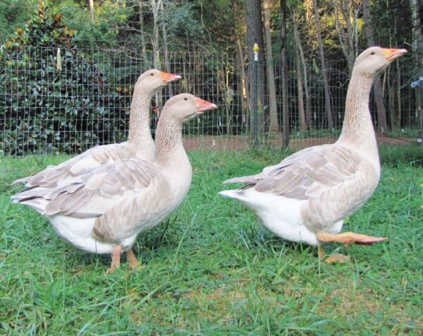 Buy Buff Geese For Sale