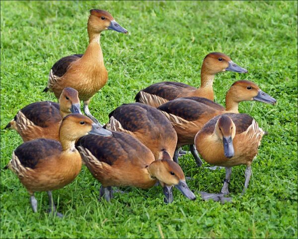 Buy Fulvous Tree Duck