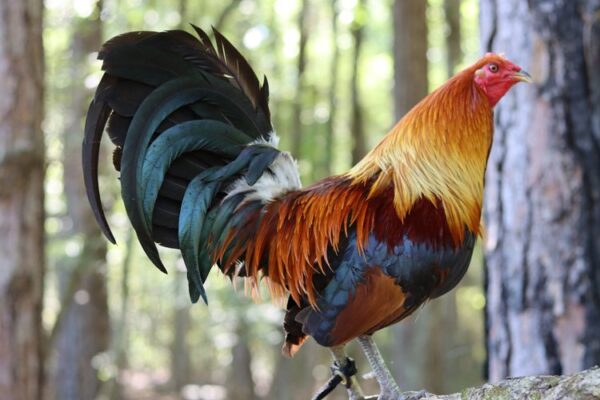 Radio Game Fowl - Image 3