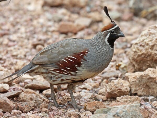 Juvenile Gambel Quail