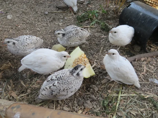 Juvenile White Bobwhite Quail