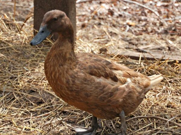 Buy Khaki Campbell Duck FOR SALE