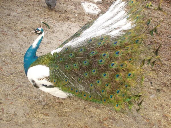 Pied India Blue Peafowl - Image 3
