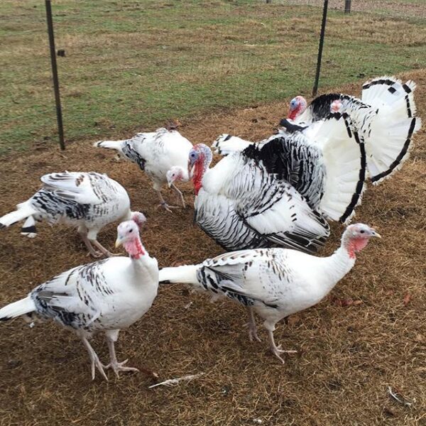 Buy Royal Palm Turkeys For Sale - Image 2