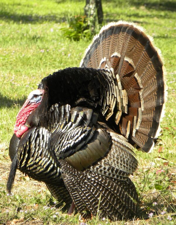 Standard Bronze Turkeys - Image 2