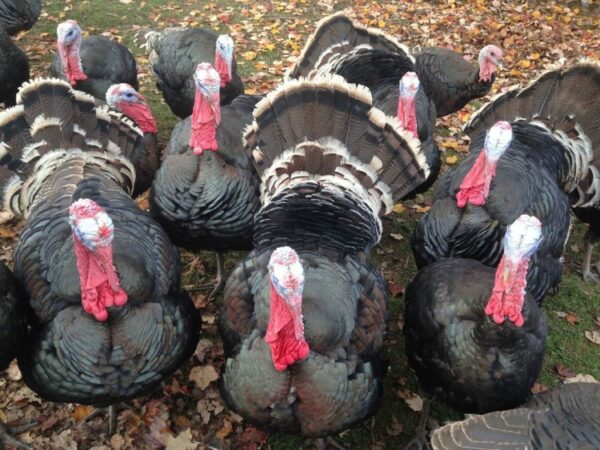Standard Bronze Turkeys - Image 3