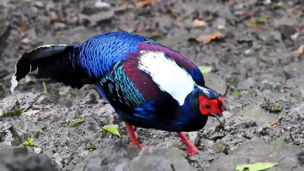 Swinhoe Pheasant