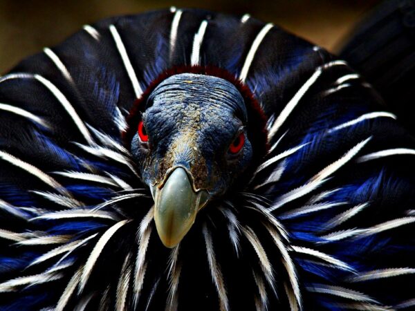 Buy Vulturine Guinea Fowl For Sale - Image 2