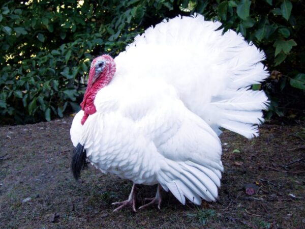 Buy White Turkeys For sale
