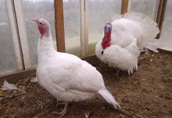 Buy White Turkeys For sale - Image 3