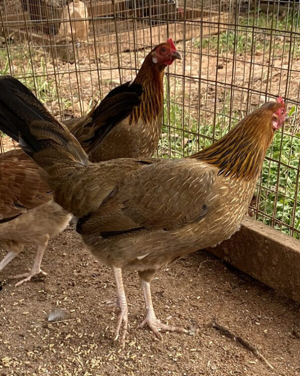 Kelso Hen - Image 4