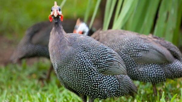 French Pearl Guinea