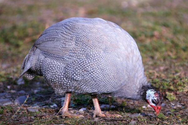 Hatchery Guinea fowl