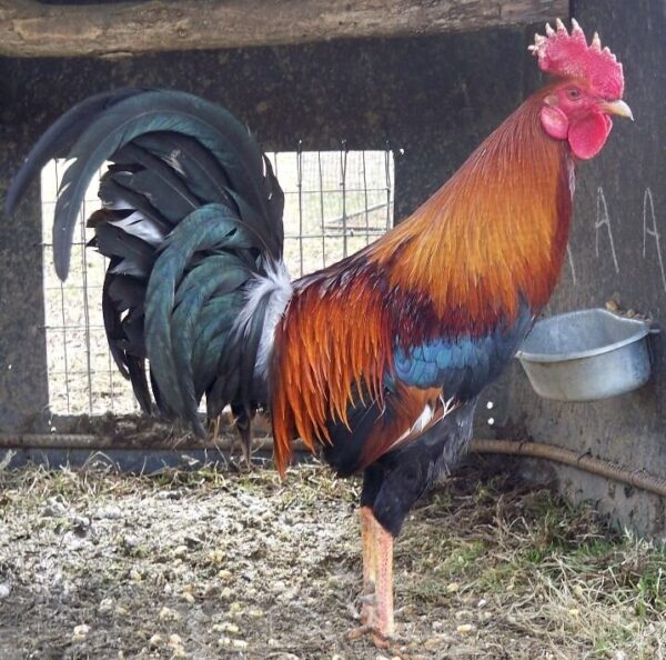 Radio Game Fowl